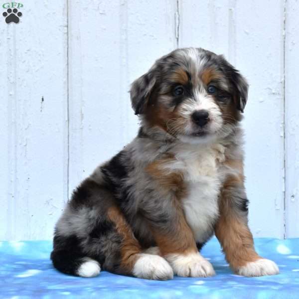Cammie, Mini Bernedoodle Puppy